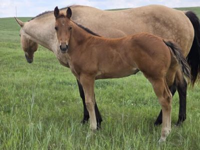Paddys Gin Merry JW <BR>AQHA 6420069